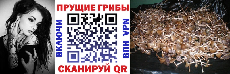 hydra как зайти  Цимлянск  Псилоцибиновые грибы Magic Shrooms 